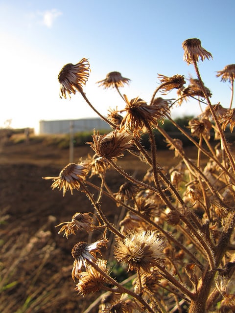 Heterotheca grandiflora