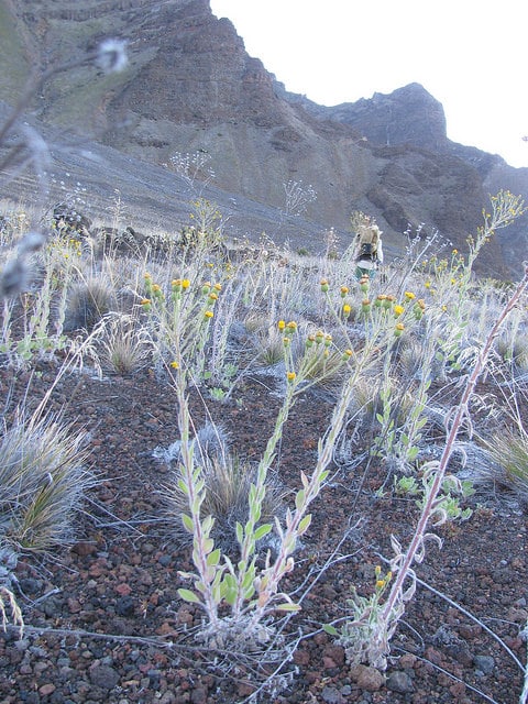 Heterotheca grandiflora