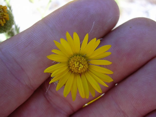 Heterotheca grandiflora