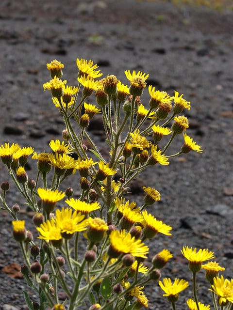 Heterotheca grandiflora