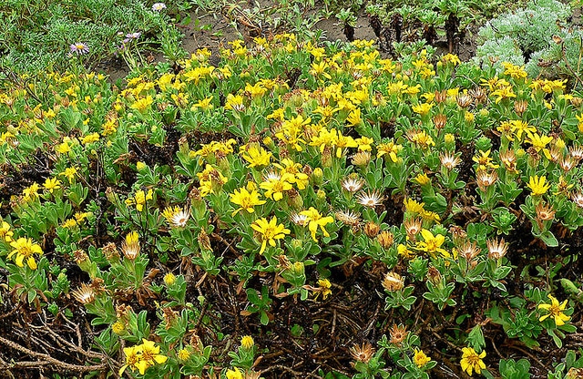 Heterotheca sessiliflora (Heterotheca sessiliflora)