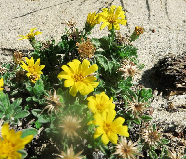 Heterotheca sessiliflora