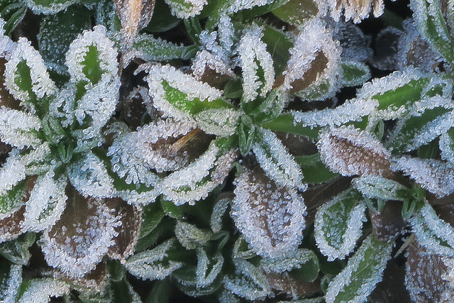 Heterotheca sessiliflora