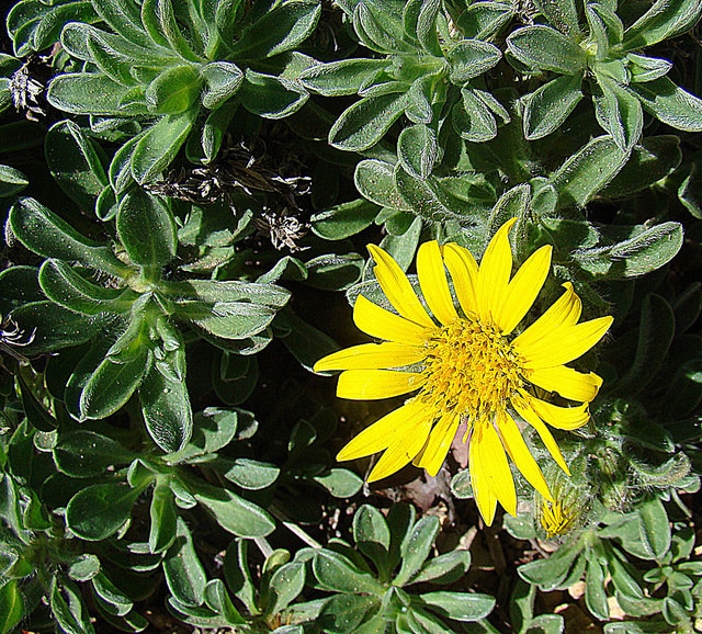 Heterotheca sessiliflora