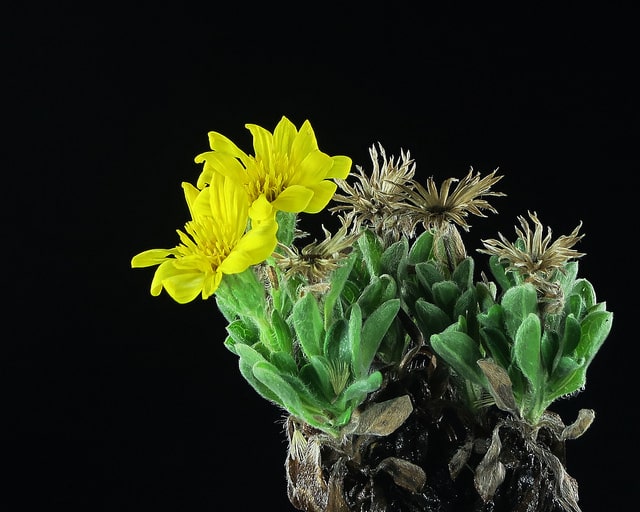 Heterotheca sessiliflora
