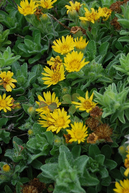 Heterotheca sessiliflora