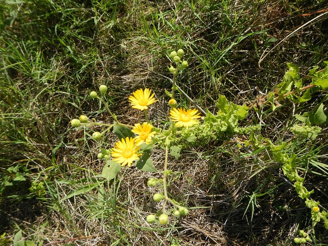 Heterotheca subaxillaris