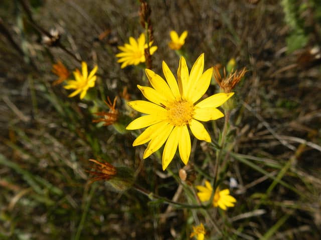 Heterotheca subaxillaris