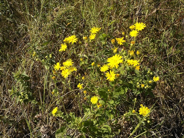 Heterotheca subaxillaris