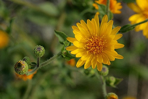 Heterotheca subaxillaris