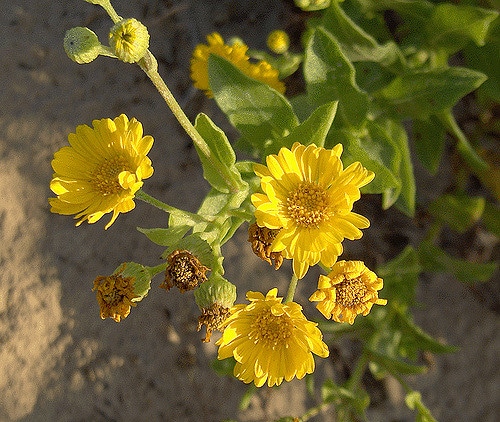 Heterotheca subaxillaris
