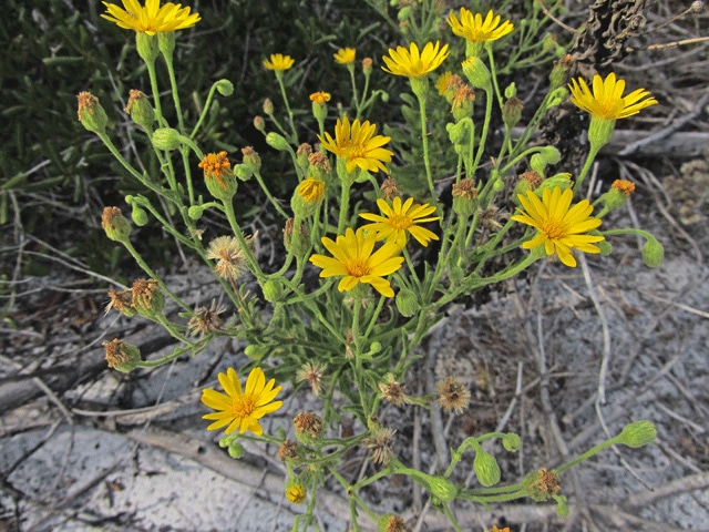 Heterotheca subaxillaris