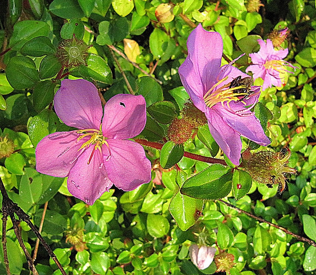 Heterotis rotundifolia (Heterotis rotundifolia)