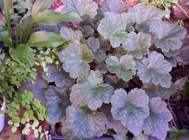 Heuchère américaine (Heuchera americana)