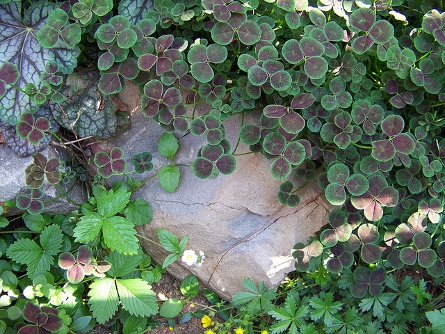 Heuchère américaine