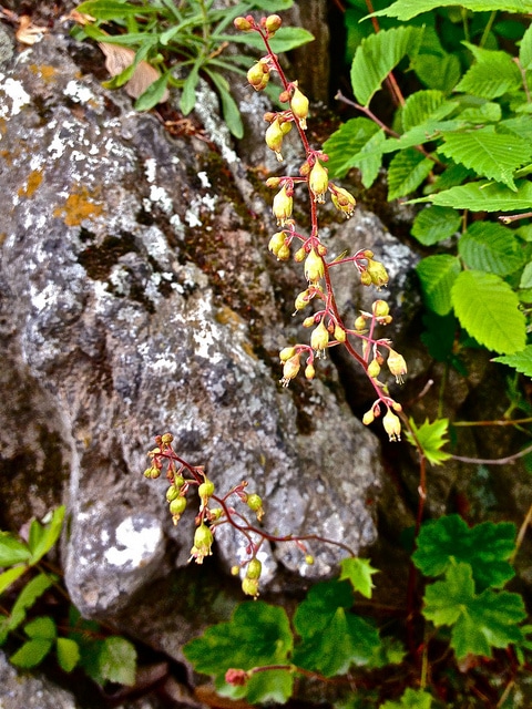 Heuchère américaine