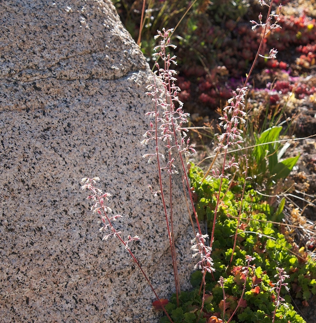 Heuchera micrantha