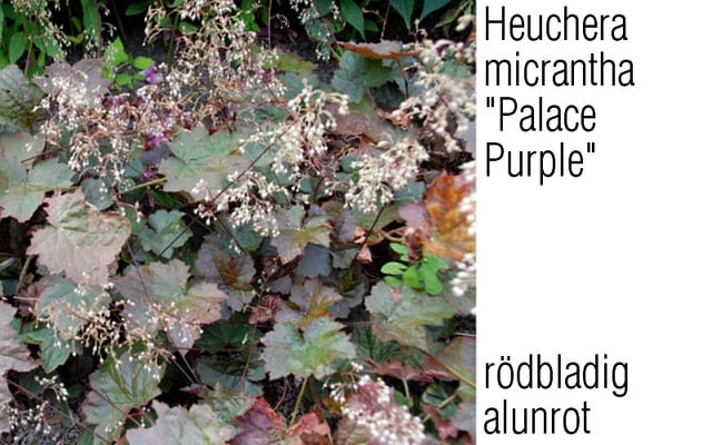 Heuchera micrantha