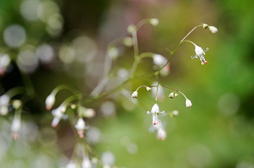 Heuchera micrantha