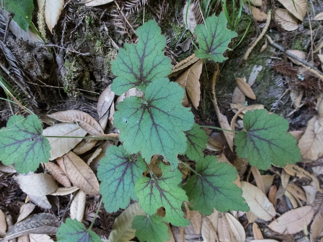 Heuchera micrantha
