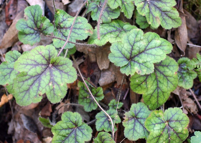 Heuchera micrantha