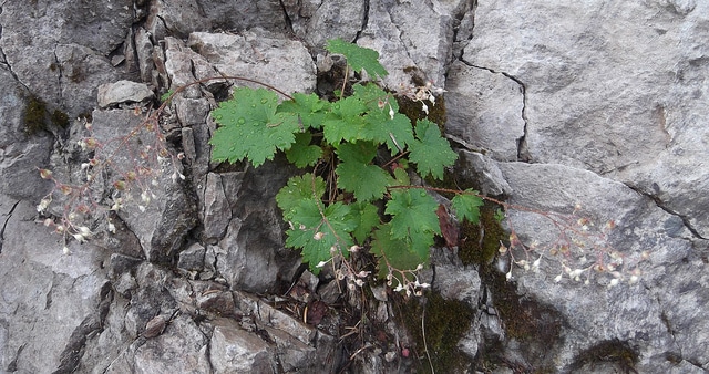 Heuchera micrantha (Heuchera micrantha)