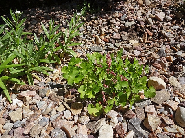 Heuchère pulchella (Heuchera pulchella)