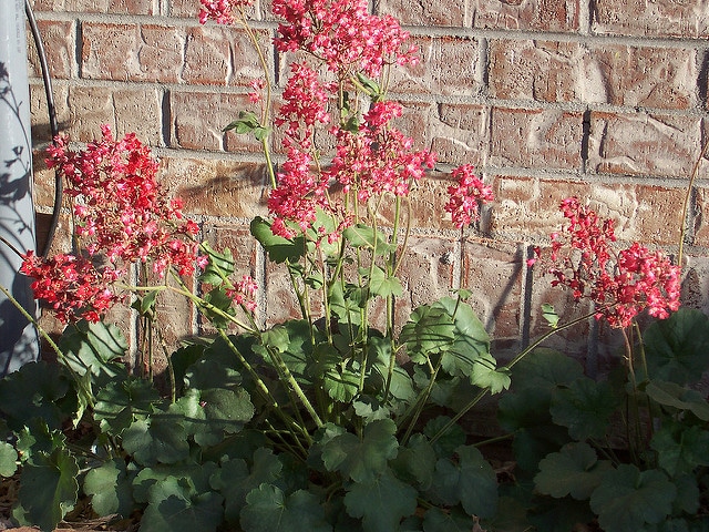 Heuchera sanguinea (Heuchera sanguinea)