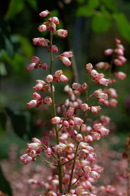 Heuchera sanguinea