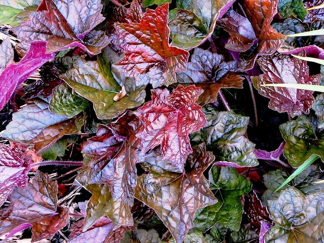 Heuchera sanguinea