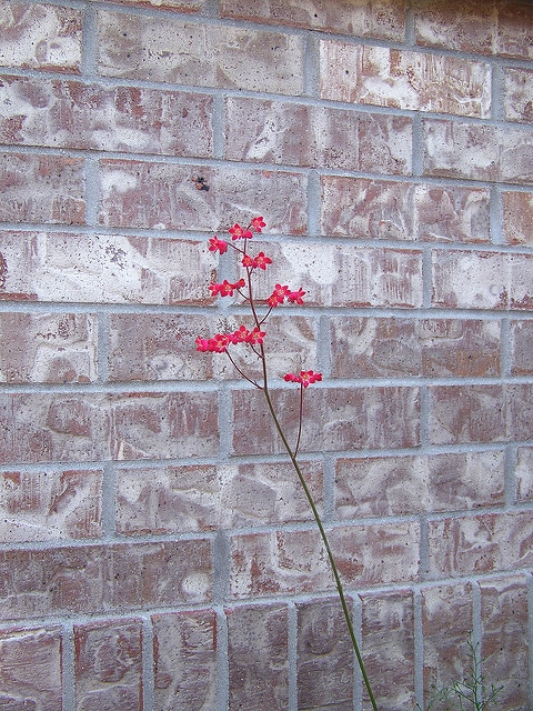 Heuchera sanguinea