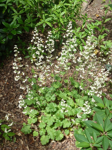 Heuchera sanguinea