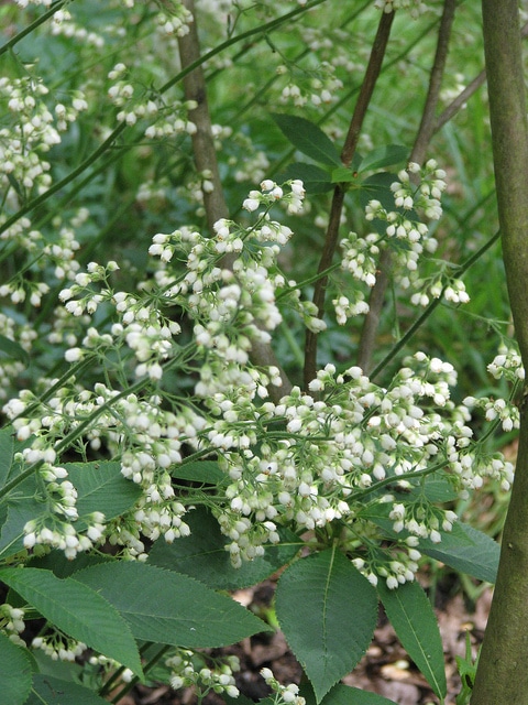Heuchera sanguinea
