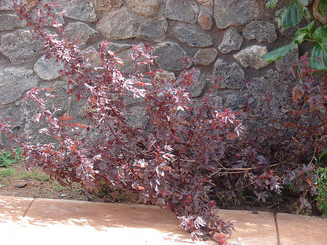 Hibiscus à feuilles rouges