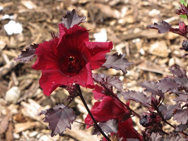 Hibiscus à feuilles rouges