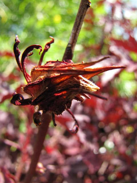 Hibiscus à feuilles rouges