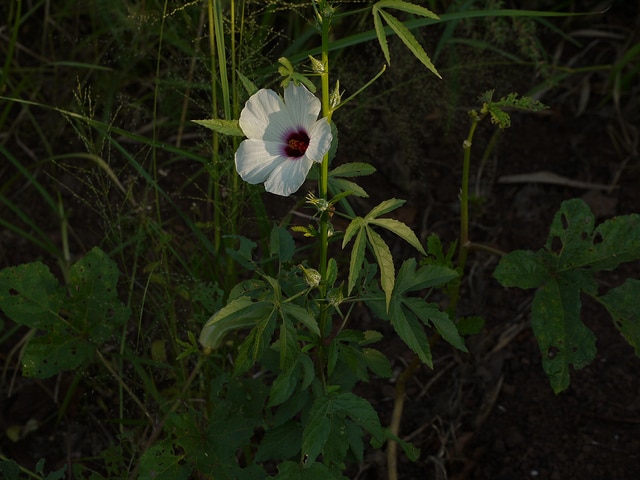 Kénaf (Hibiscus cannabinus)