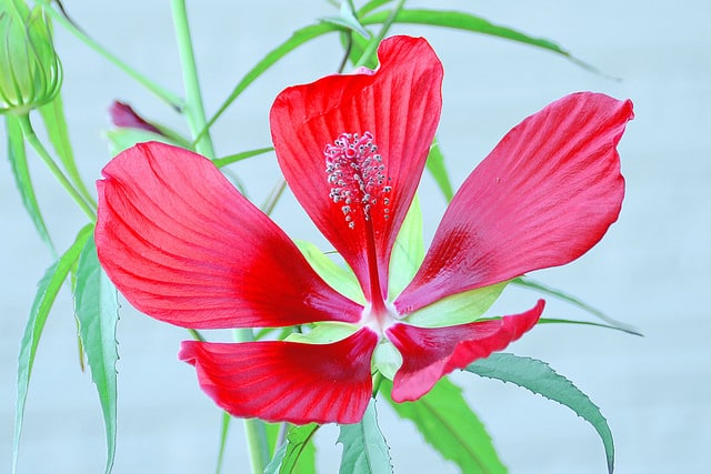 Ketmie écarlate (Hibiscus coccineus)