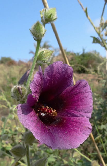Hibiscus diversifolius