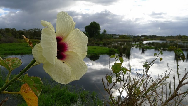 Hibiscus diversifolius