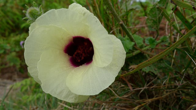 Hibiscus diversifolius