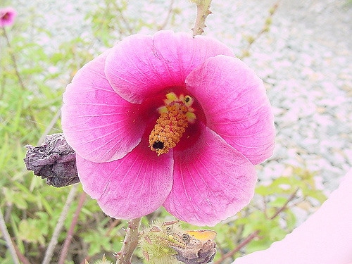 Hibiscus diversifolius