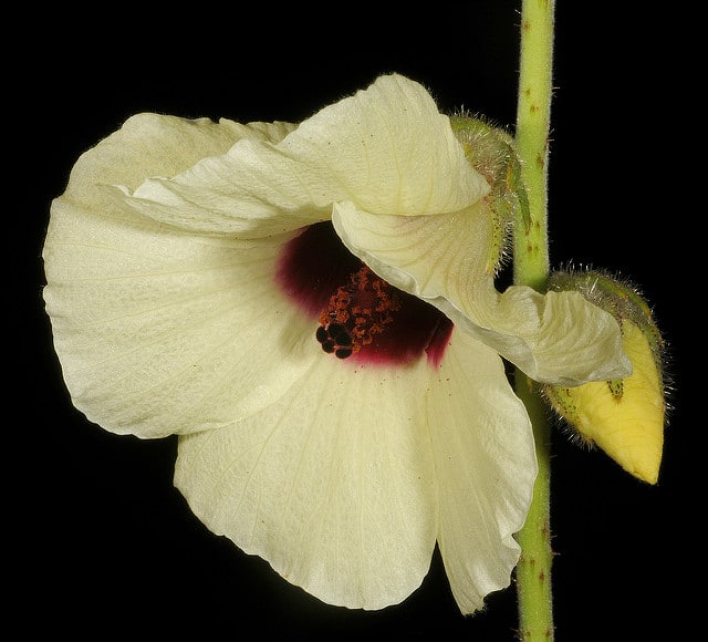 Hibiscus diversifolius