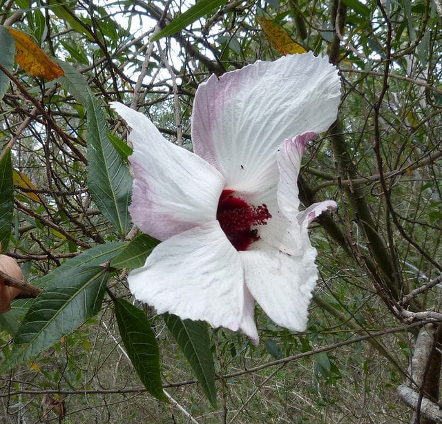 Hibiscus heterophyllus