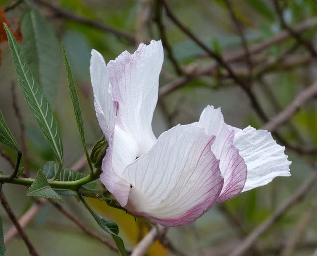 Hibiscus heterophyllus