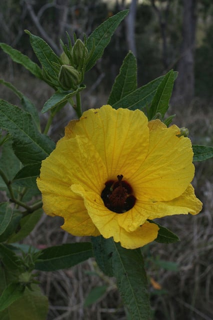 Hibiscus heterophyllus
