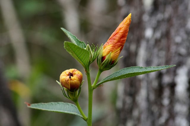 Hibiscus heterophyllus