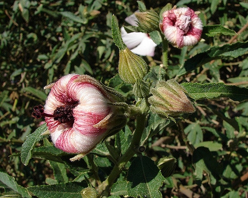 Hibiscus heterophyllus