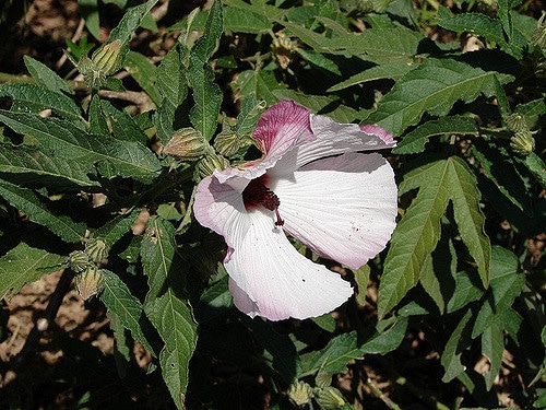 Hibiscus heterophyllus