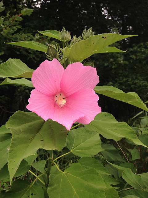 Hibiscus des marais